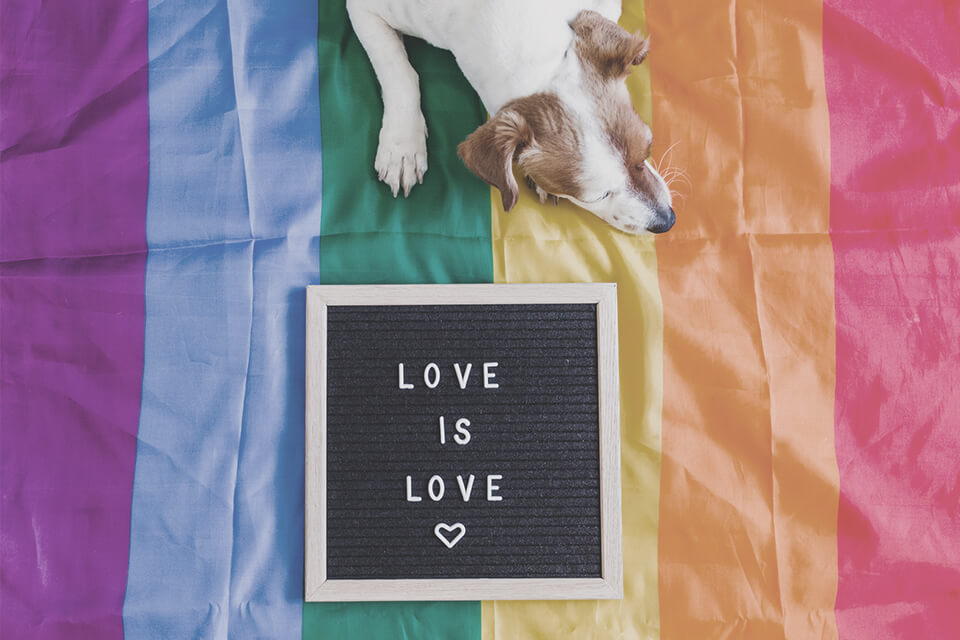 A LGBTIQA flag with dog lying on it and text saying love is love